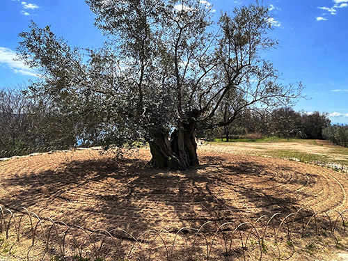 スペインから移植されたオリーブの木