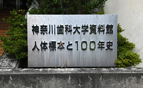 神奈川歯科大学 人体標本と100年史資料館